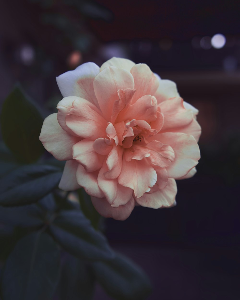 beige petaled flower