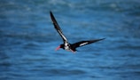 A black and white bird with a long orange beak is in mid-flight against a backdrop of blue water. The bird's wings are fully extended, showcasing its feathers, and there is a slight glint on its eye, suggesting it is focused on something.