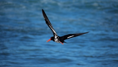 A black and white bird with a long orange beak is in mid-flight against a backdrop of blue water. The bird's wings are fully extended, showcasing its feathers, and there is a slight glint on its eye, suggesting it is focused on something.