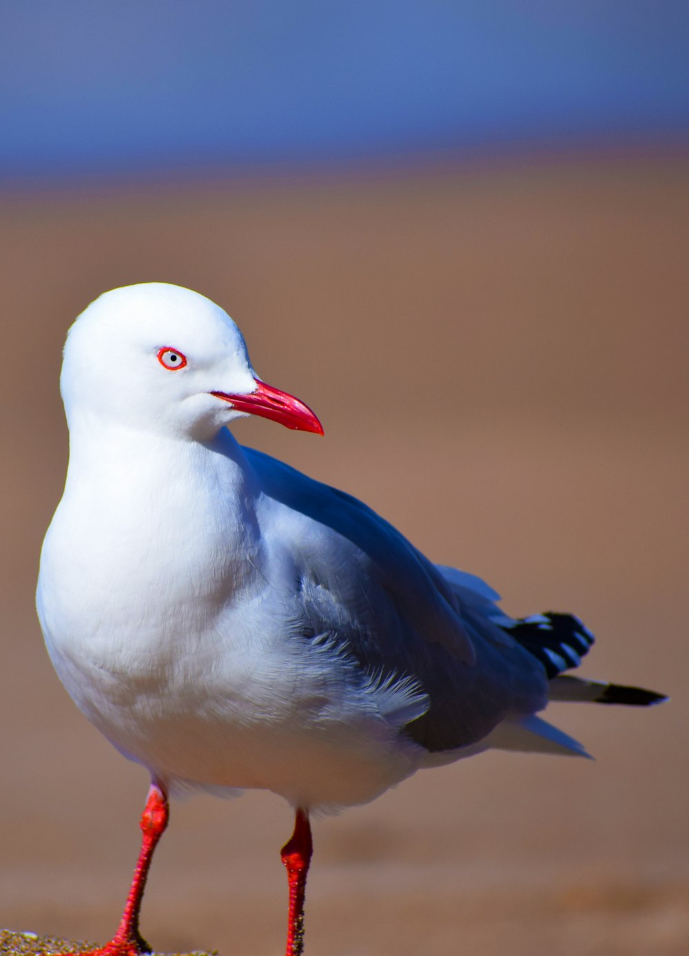 Photo de mise au point sélective d’oiseau blanc