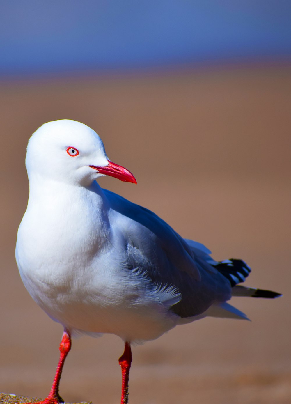 selective focus photo of white bird