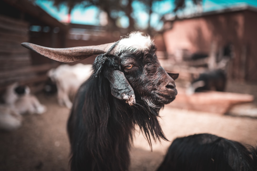 selective focus photography of a black and white goat