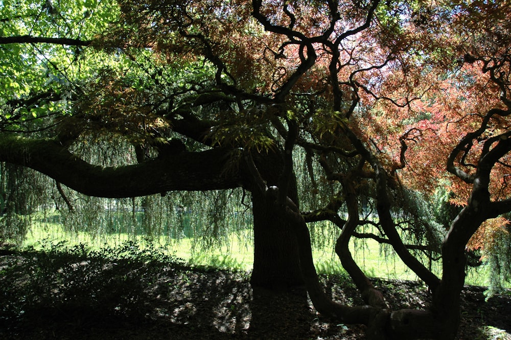 green trees