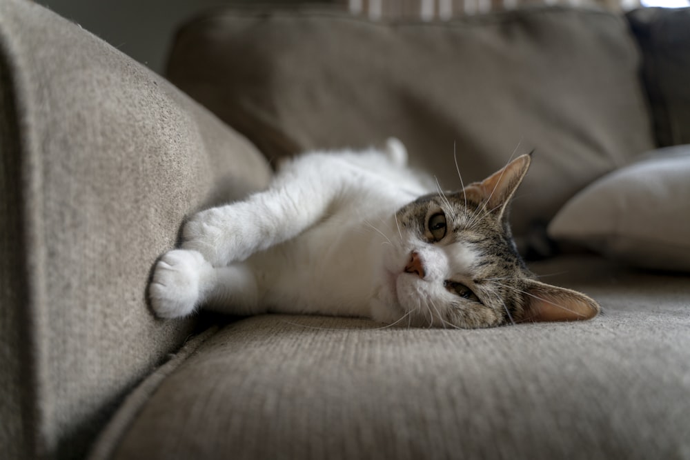cat lying down on a sofa chair