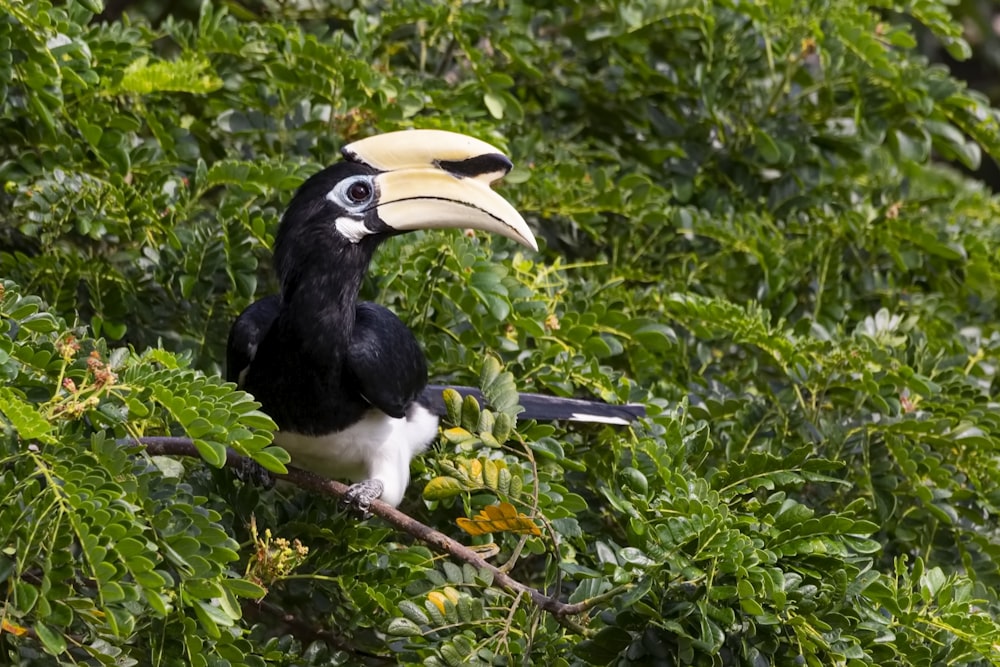 schwarz-weißer langschnäbeliger Vogel auf Baum