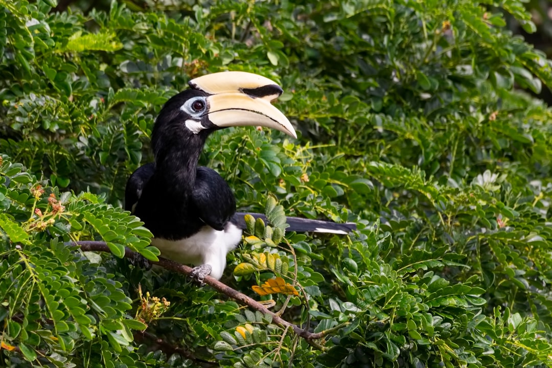 black and white long-beaked bird on tree