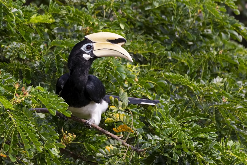 black and white long-beaked bird on tree