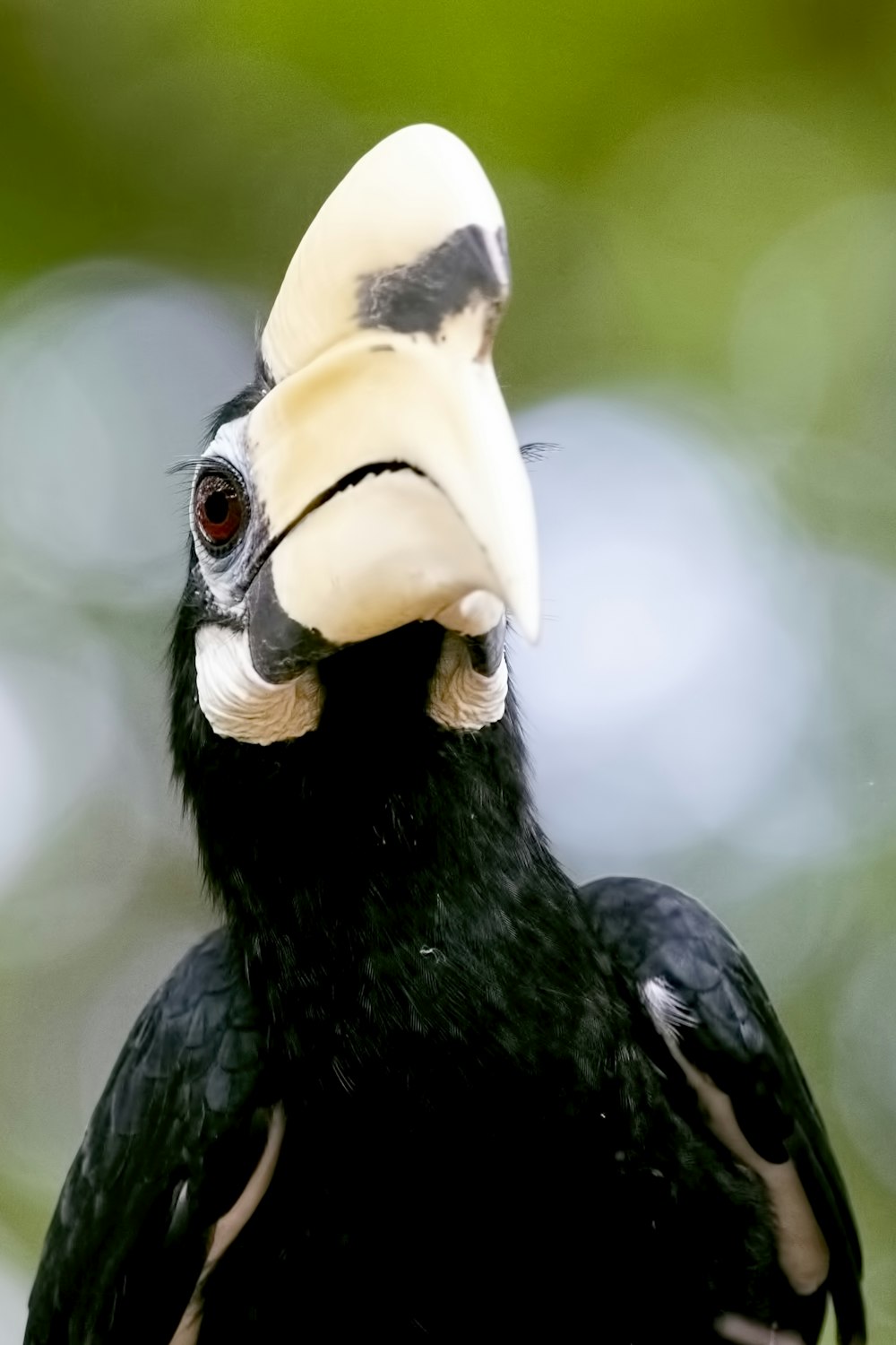 macro photography of black and white Suliformes bird