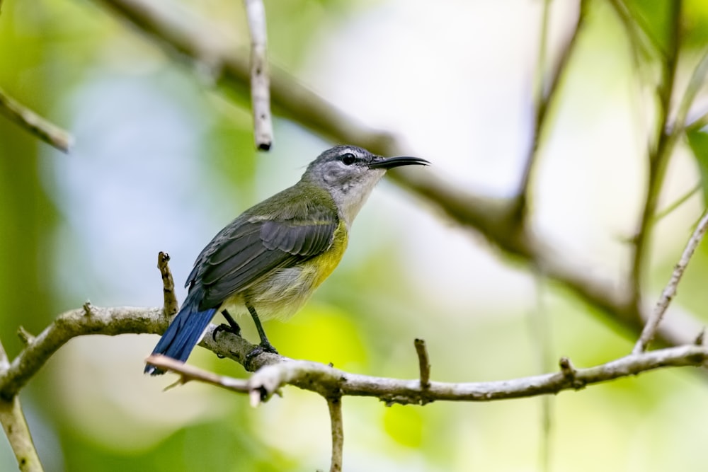 gray pet bird perches on branch