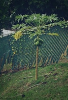 Young papaya plants sprouting in a small backyard garden with natural mulch.