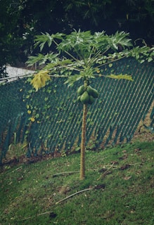 Young papaya plants sprouting in a small backyard garden with natural mulch.