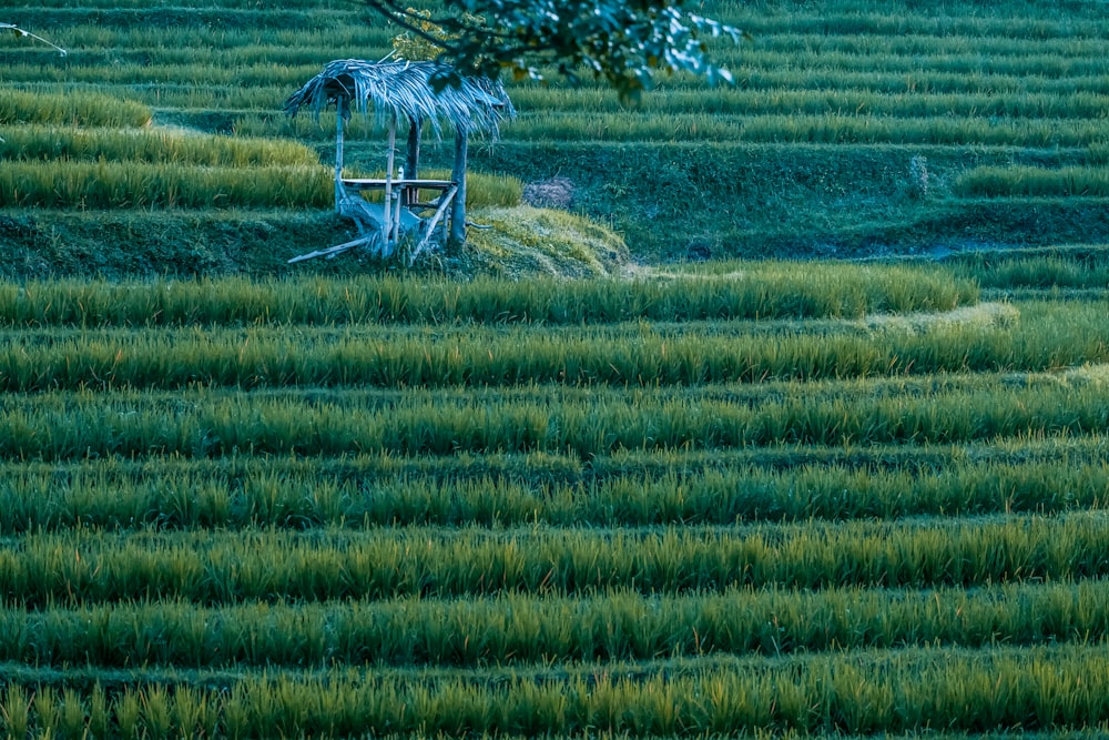 green rice terraces during daytime