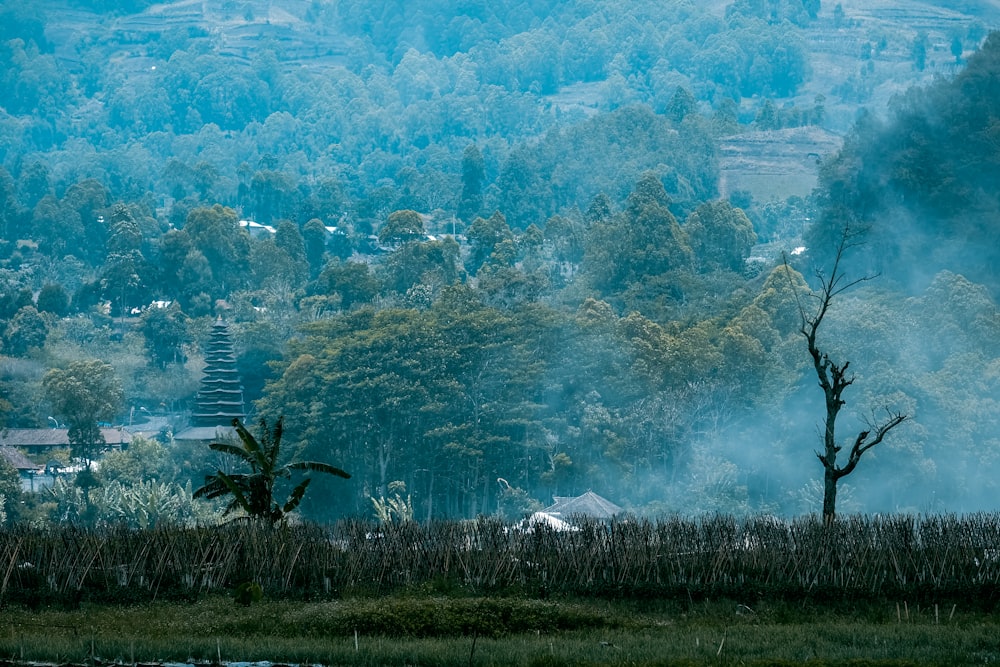 landscape photography of green trees in the mountain