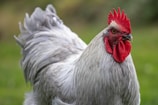white rooster in close-up photo