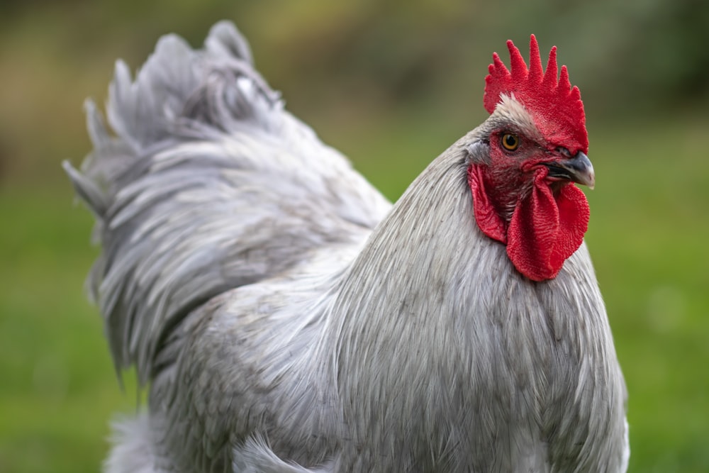 white rooster in close-up photo