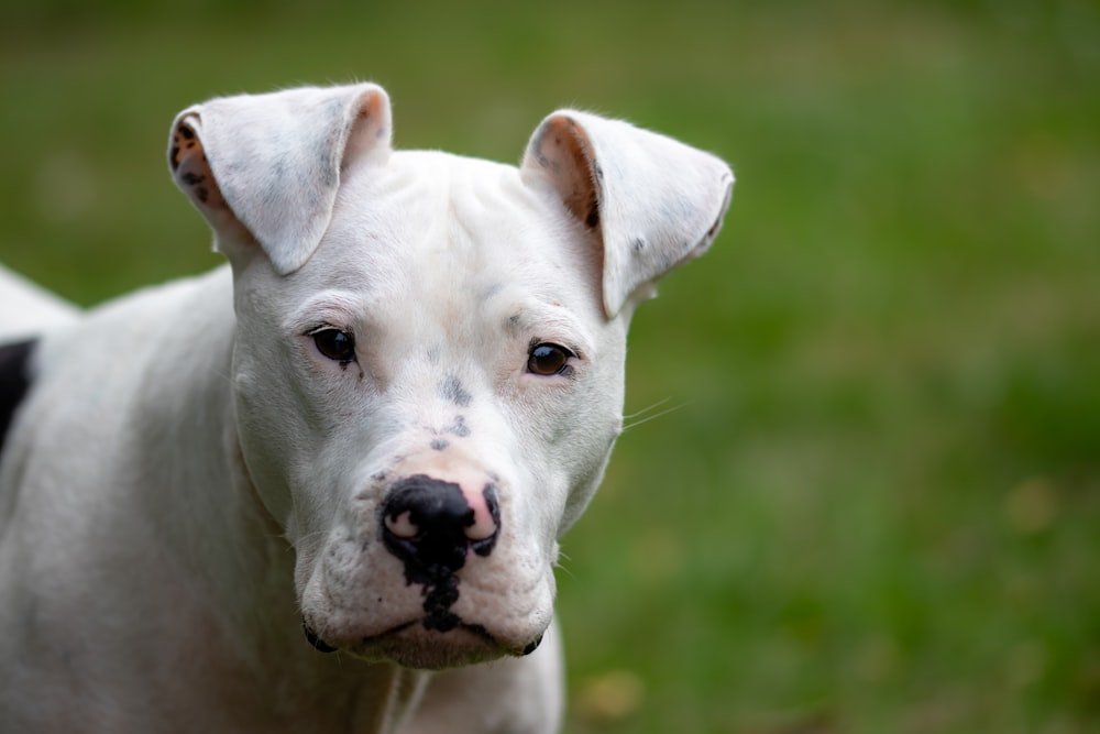 adult white pit bull