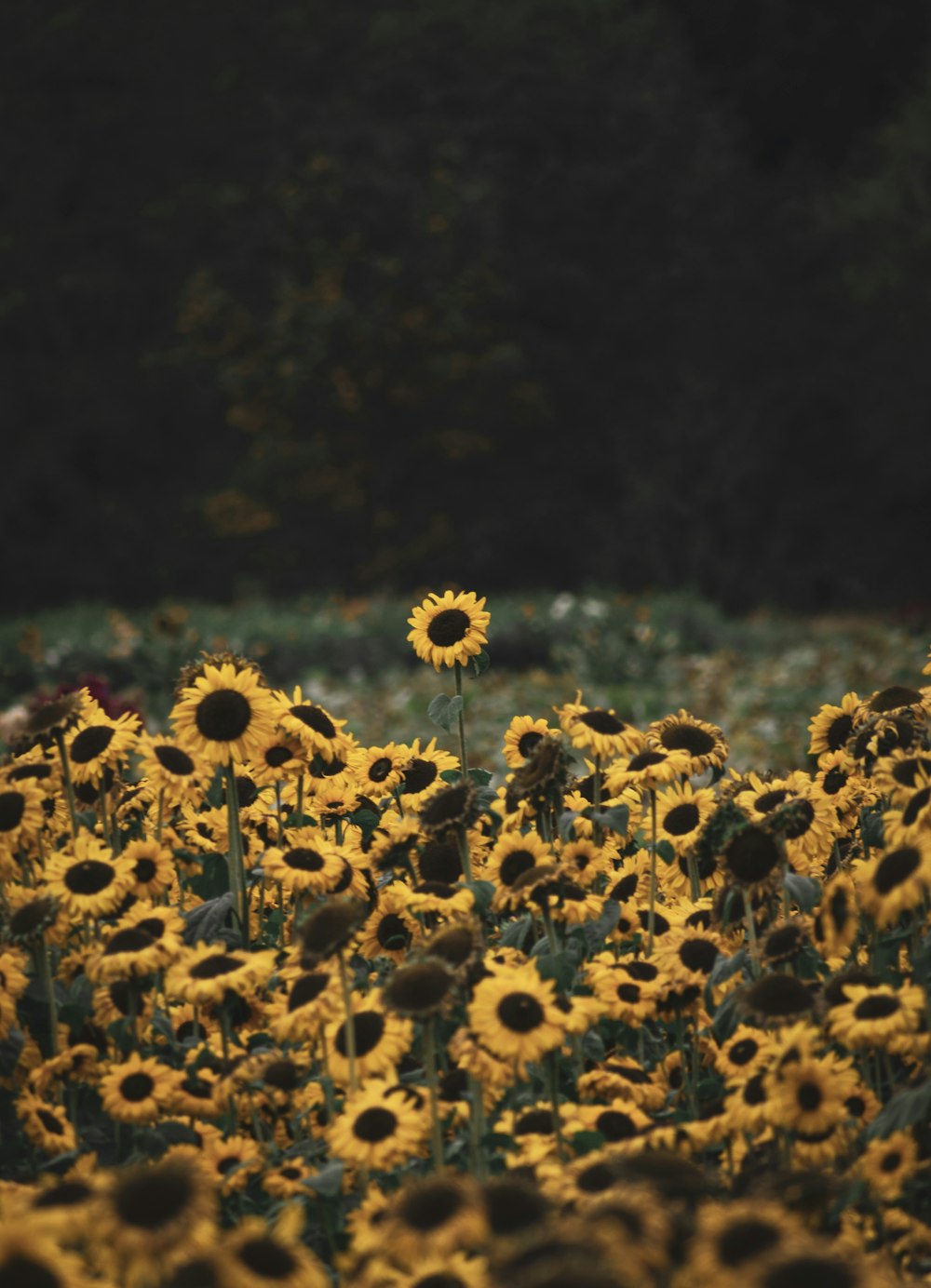 gelbes Sonnenblumenfeld