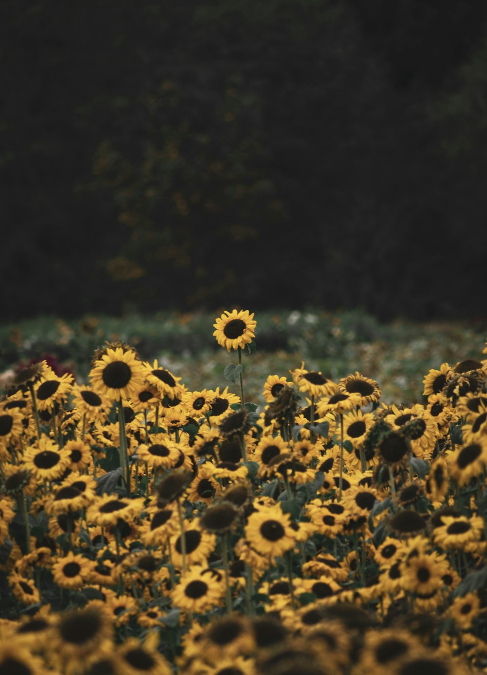 yellow sunflower field