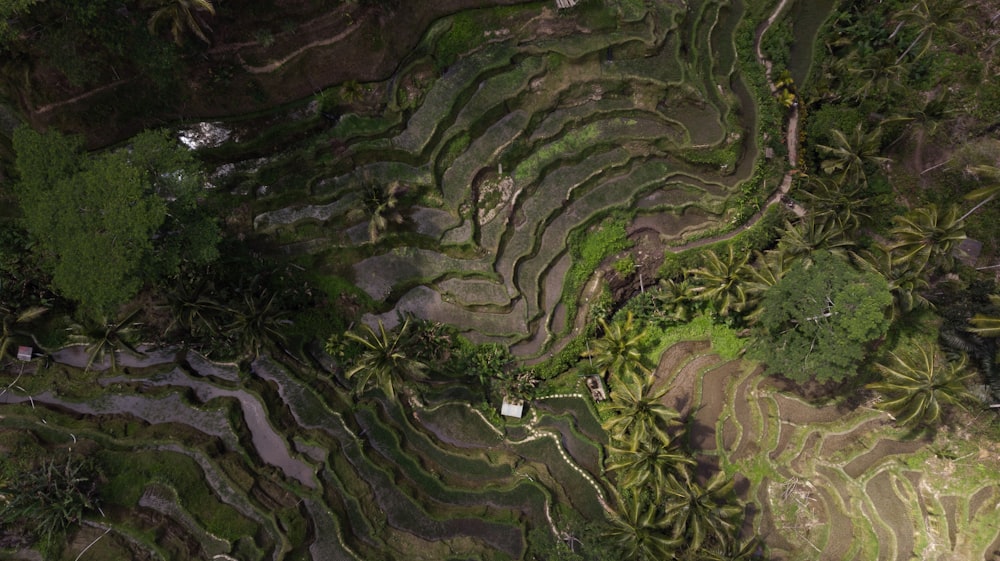 an aerial view of a rice field in the philippines