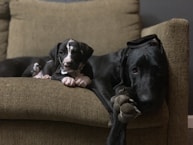 dog and puppy on sofa