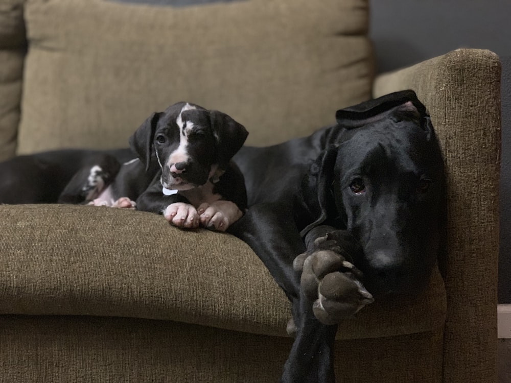 dog and puppy on sofa