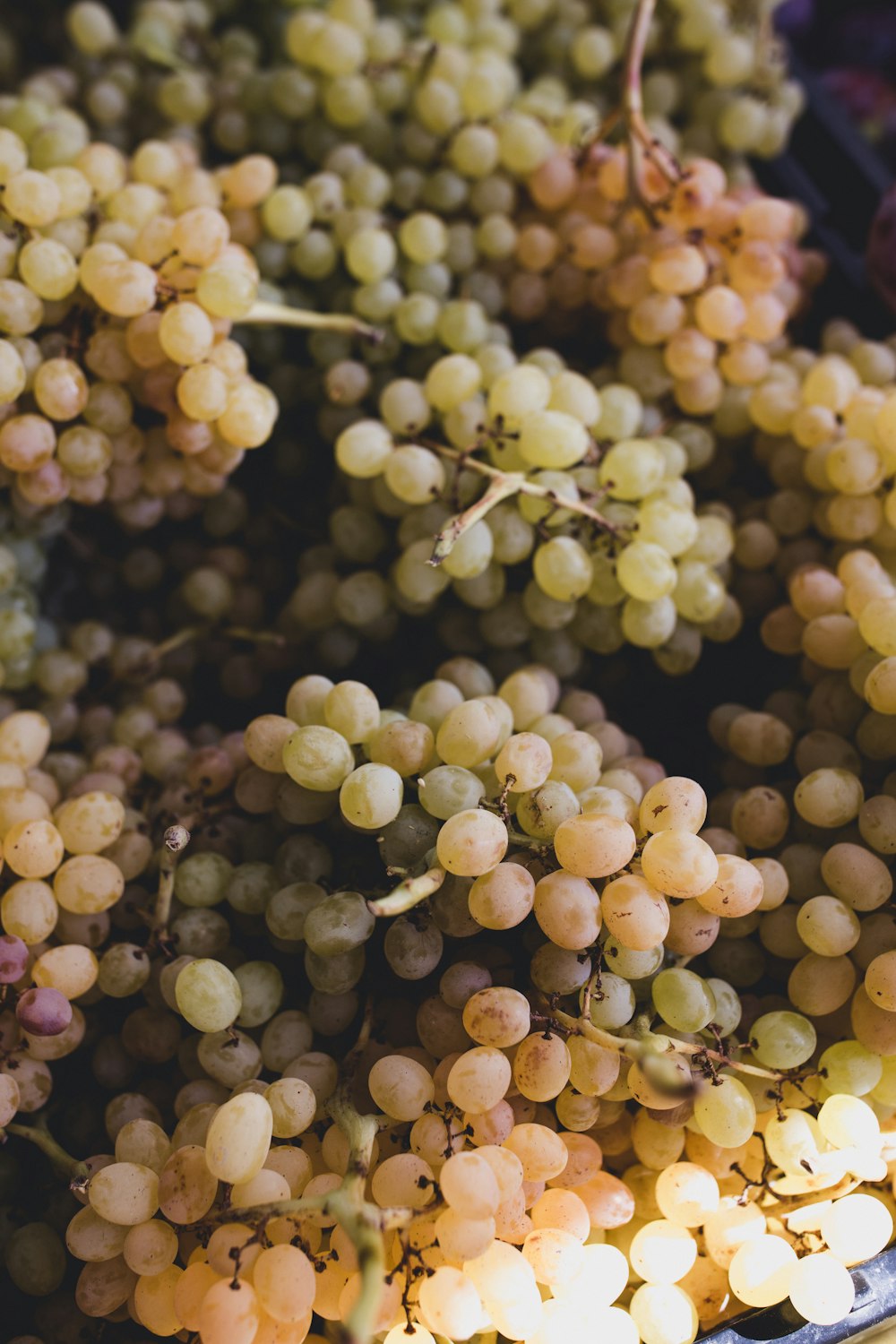 white grapes