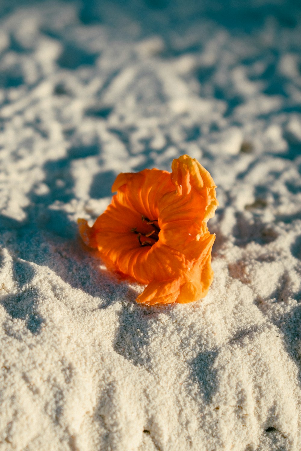 orange flower