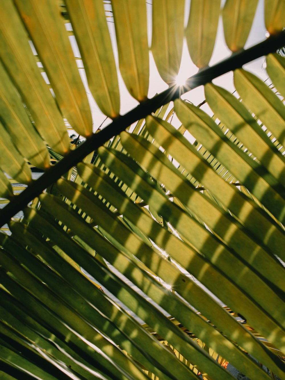 a close up of a palm leaf with the sun in the background