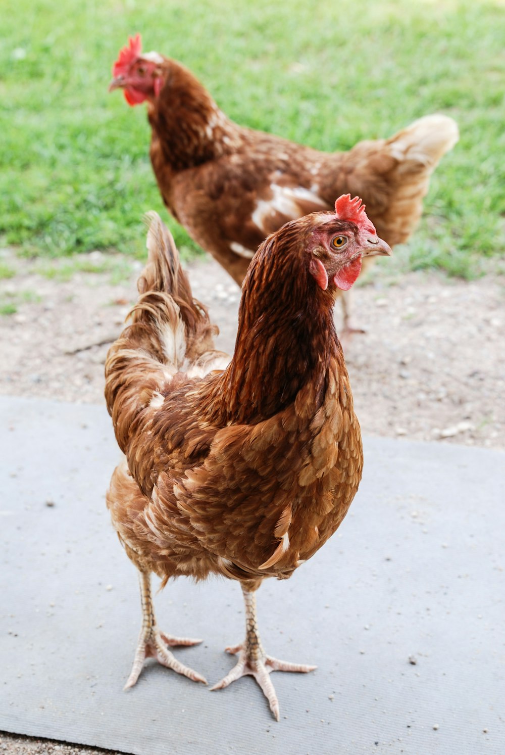 two brown hens