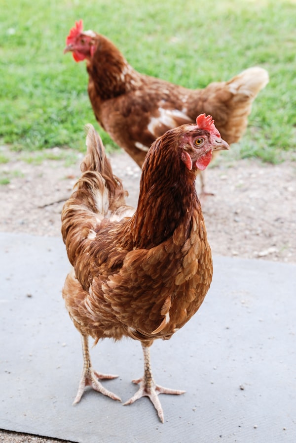 Two brown hens