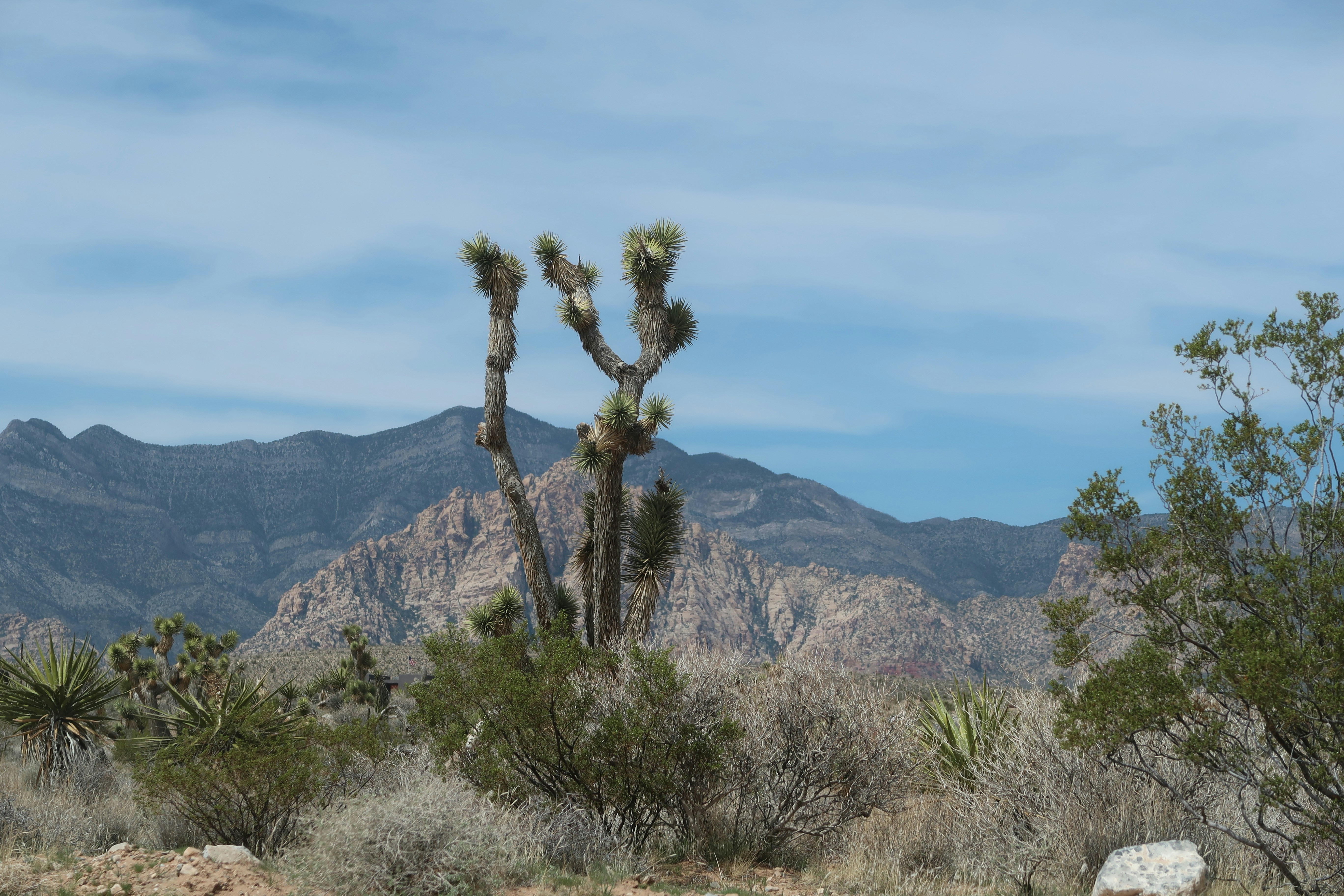 Photo by stevenpetoniclasvegas