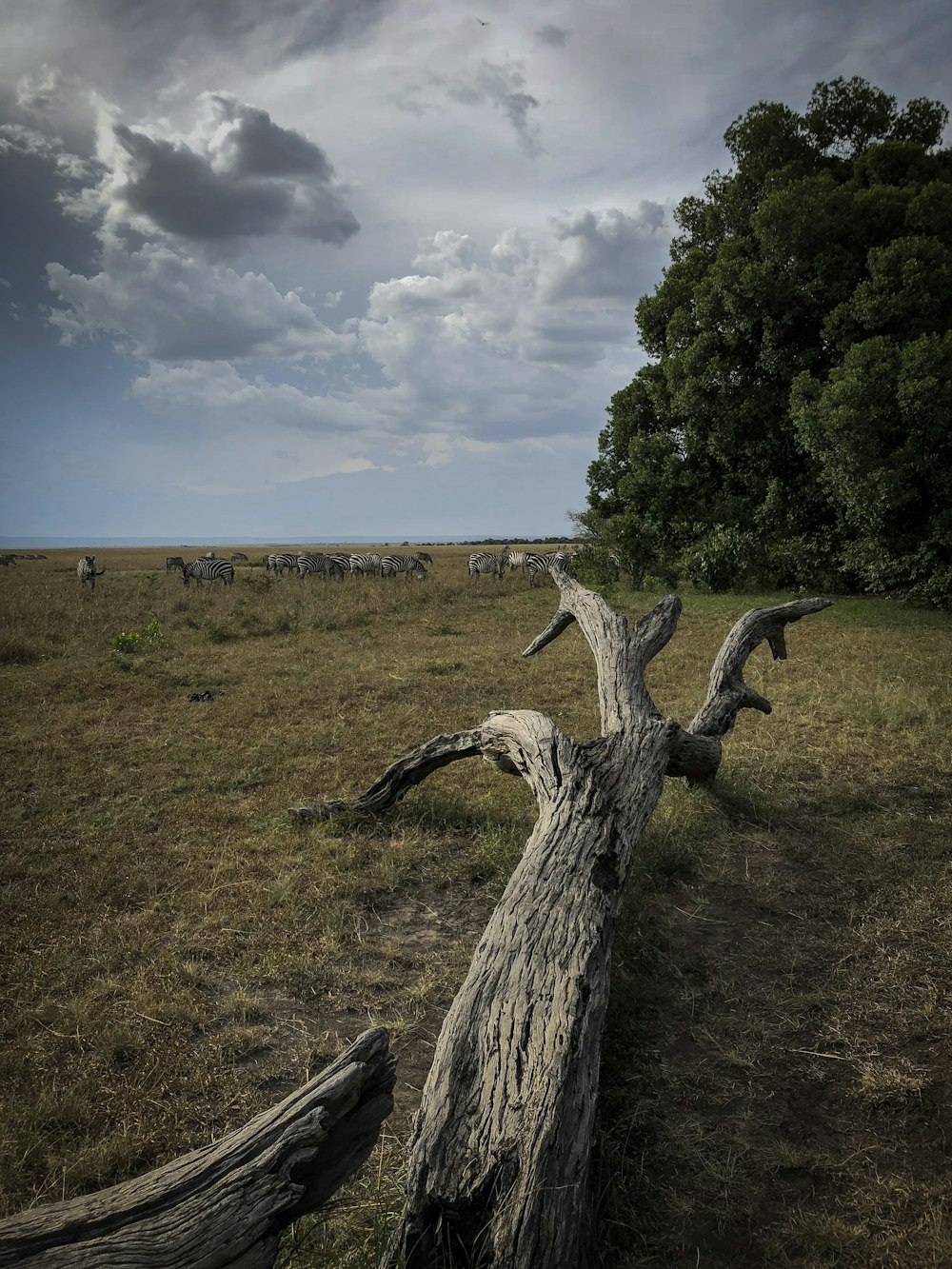 driftwood on grass