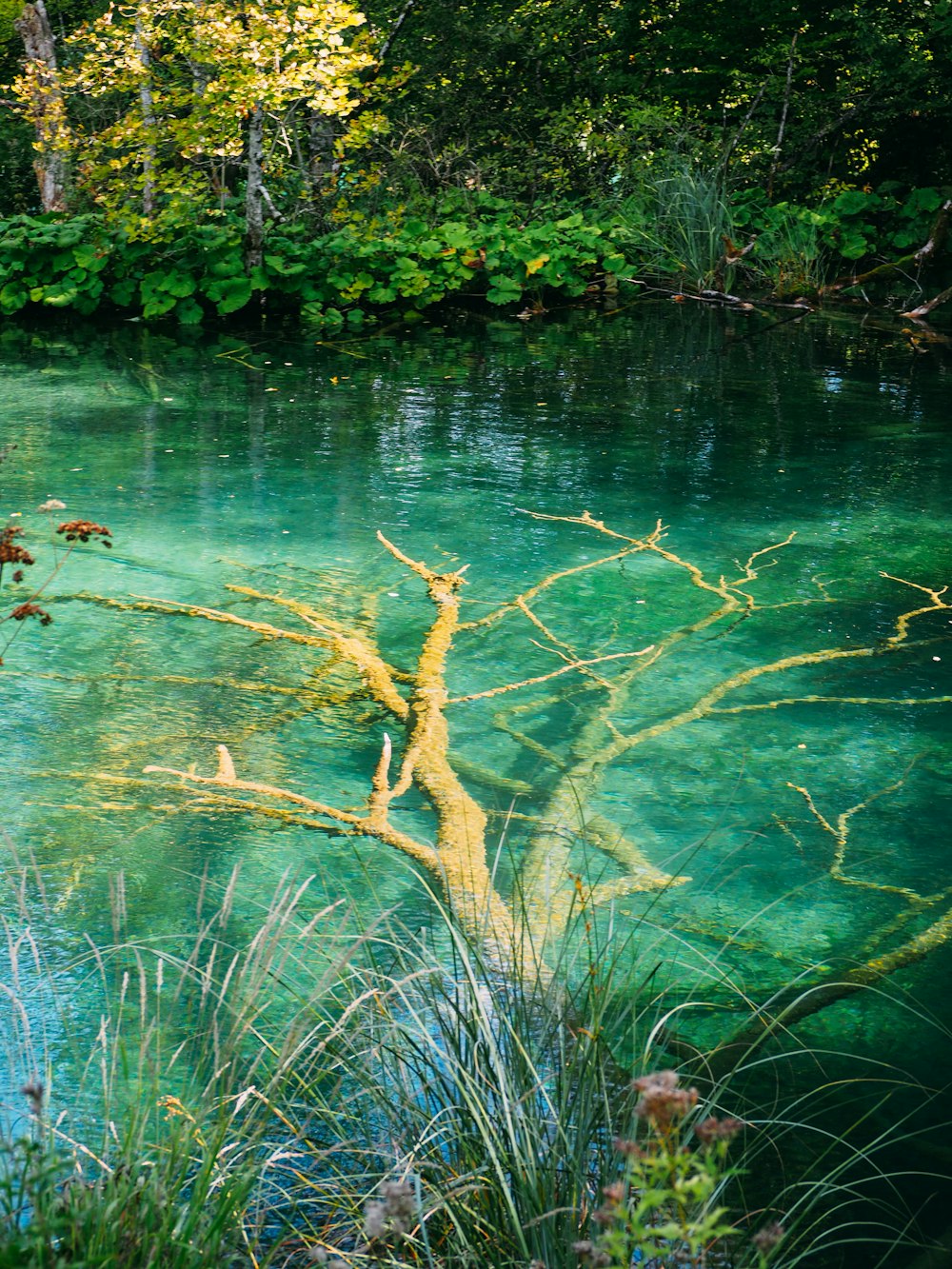 a body of water surrounded by trees and grass