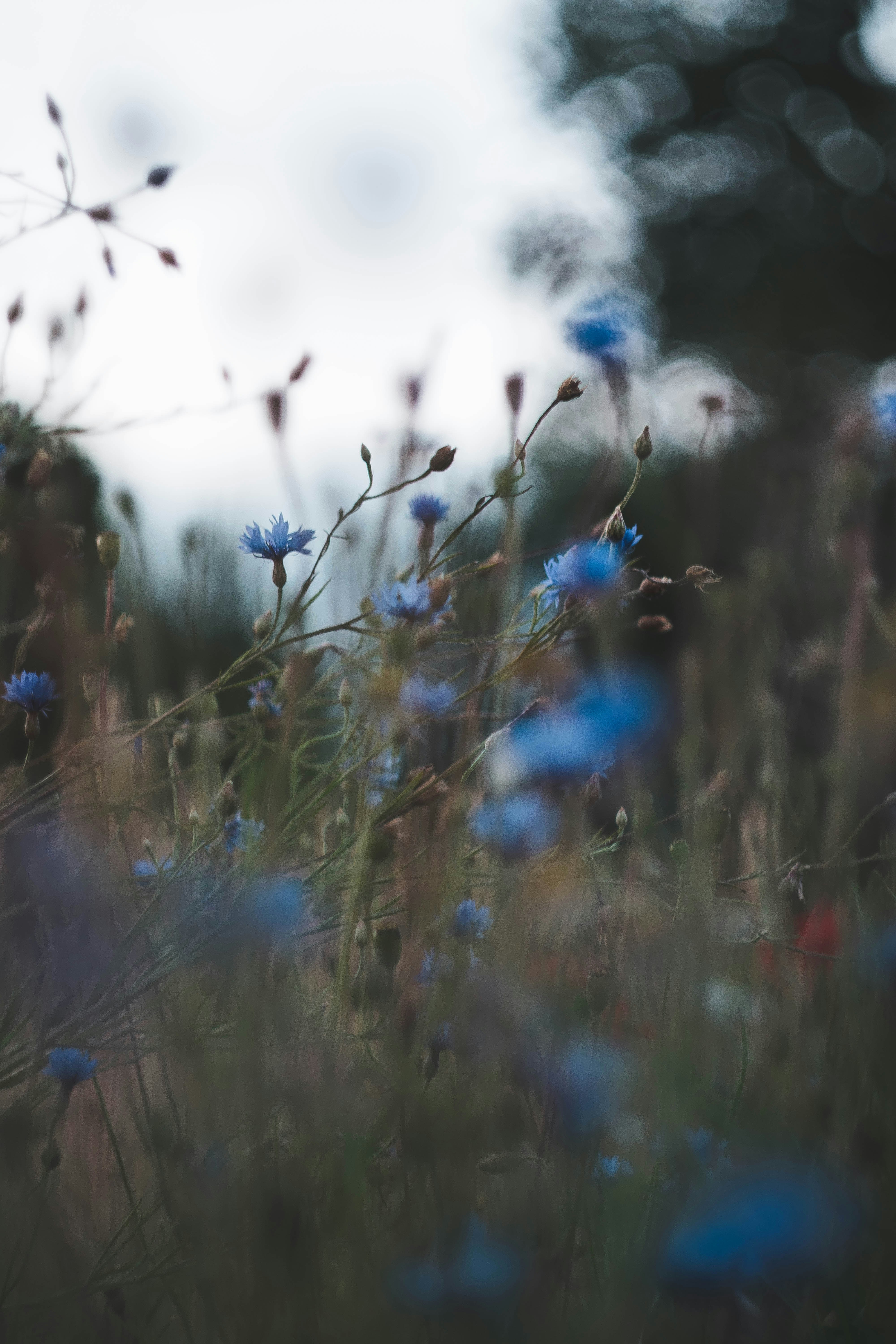 Photo by romanivna13