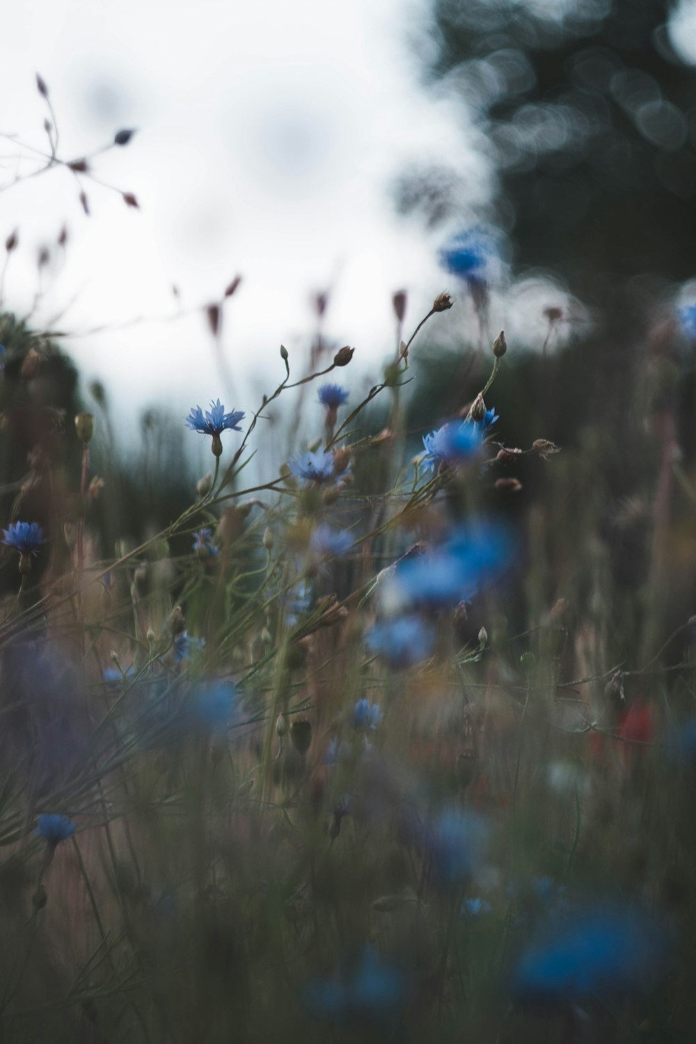 blue flower blooming