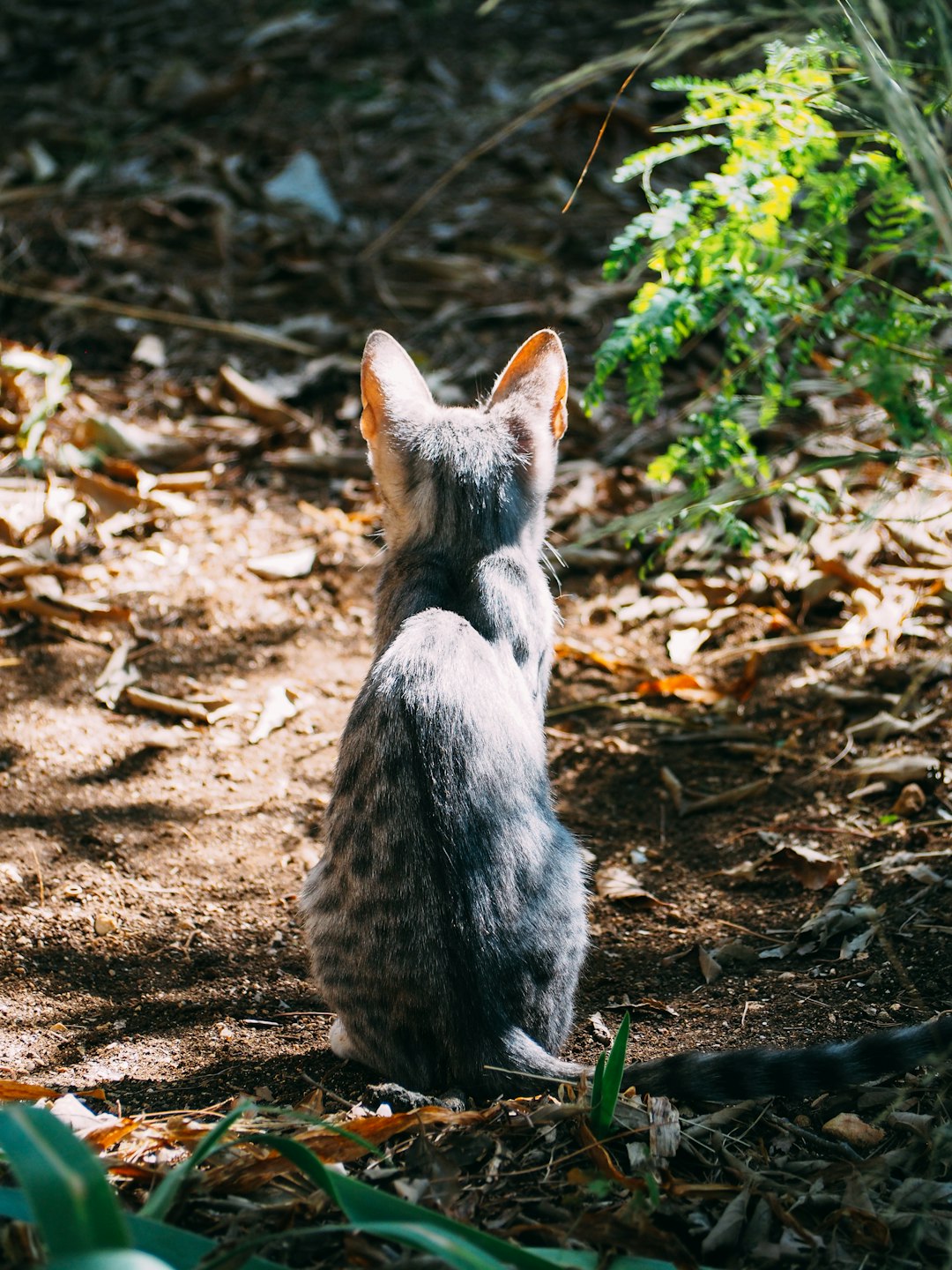 grey tabby cat during daytime