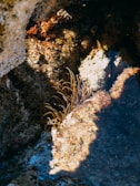 A rocky underwater scene featuring a cluster of sea anemones with tentacles extending outward, surrounded by textured and multicolored rock surfaces. The lighting creates contrasts of shadows and bright areas on the rocks.