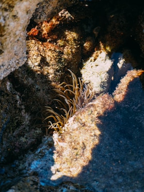 A rocky underwater scene featuring a cluster of sea anemones with tentacles extending outward, surrounded by textured and multicolored rock surfaces. The lighting creates contrasts of shadows and bright areas on the rocks.