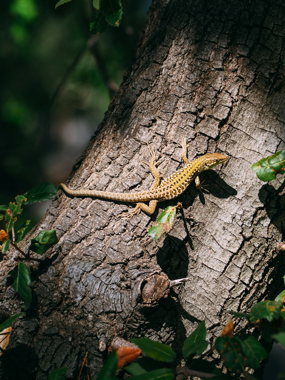 brown lizard climbing on tree
