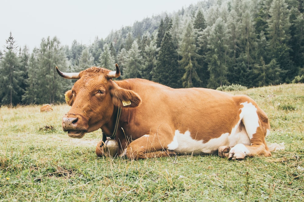 brown cow