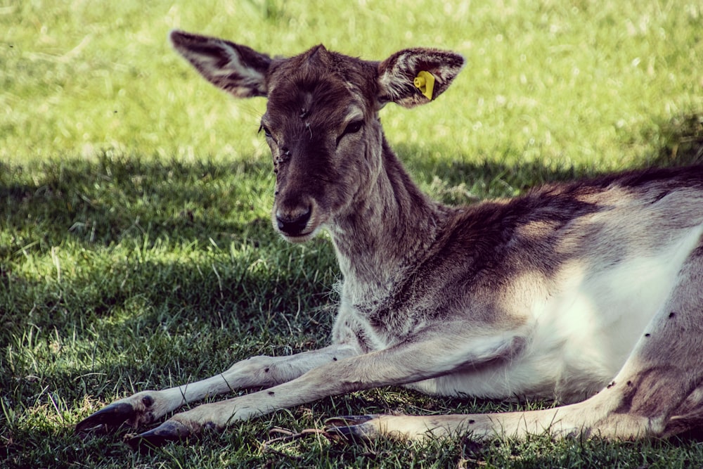 brown antelope