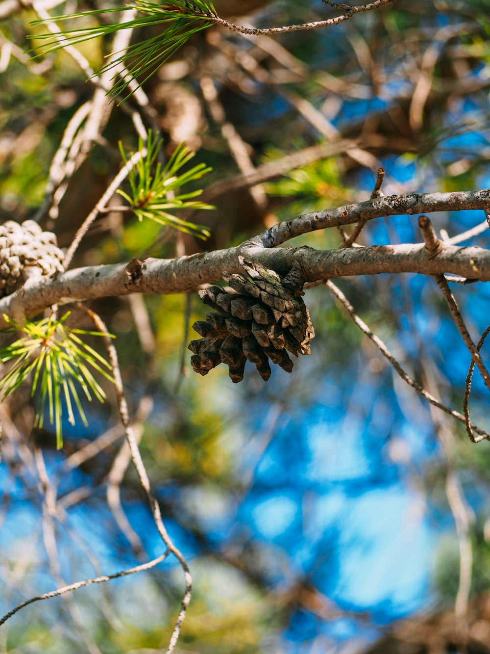 a pine cone hanging from a tree branch