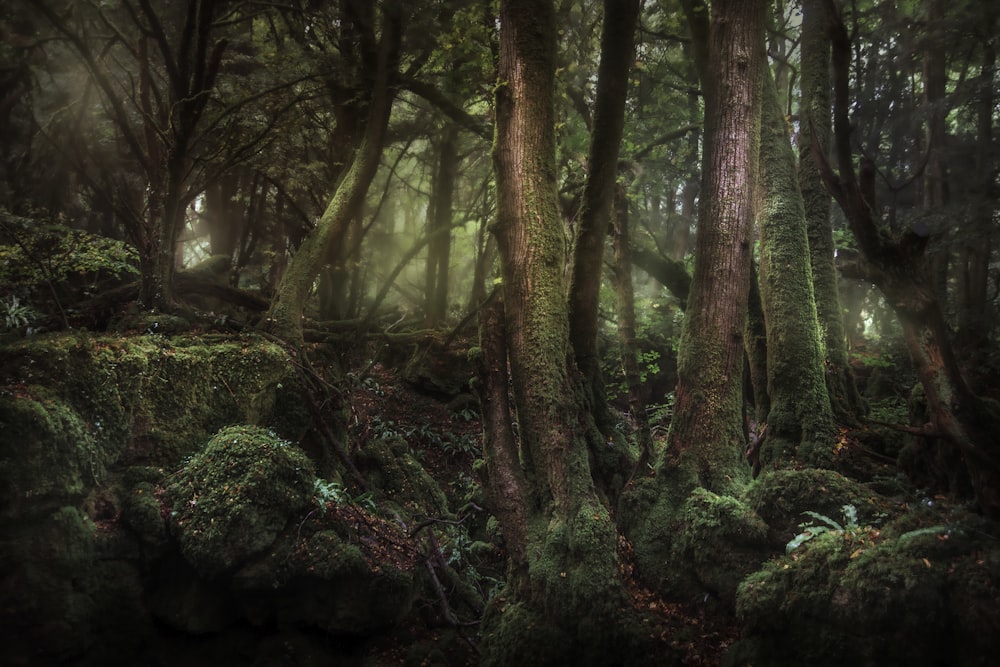 bosque durante el día