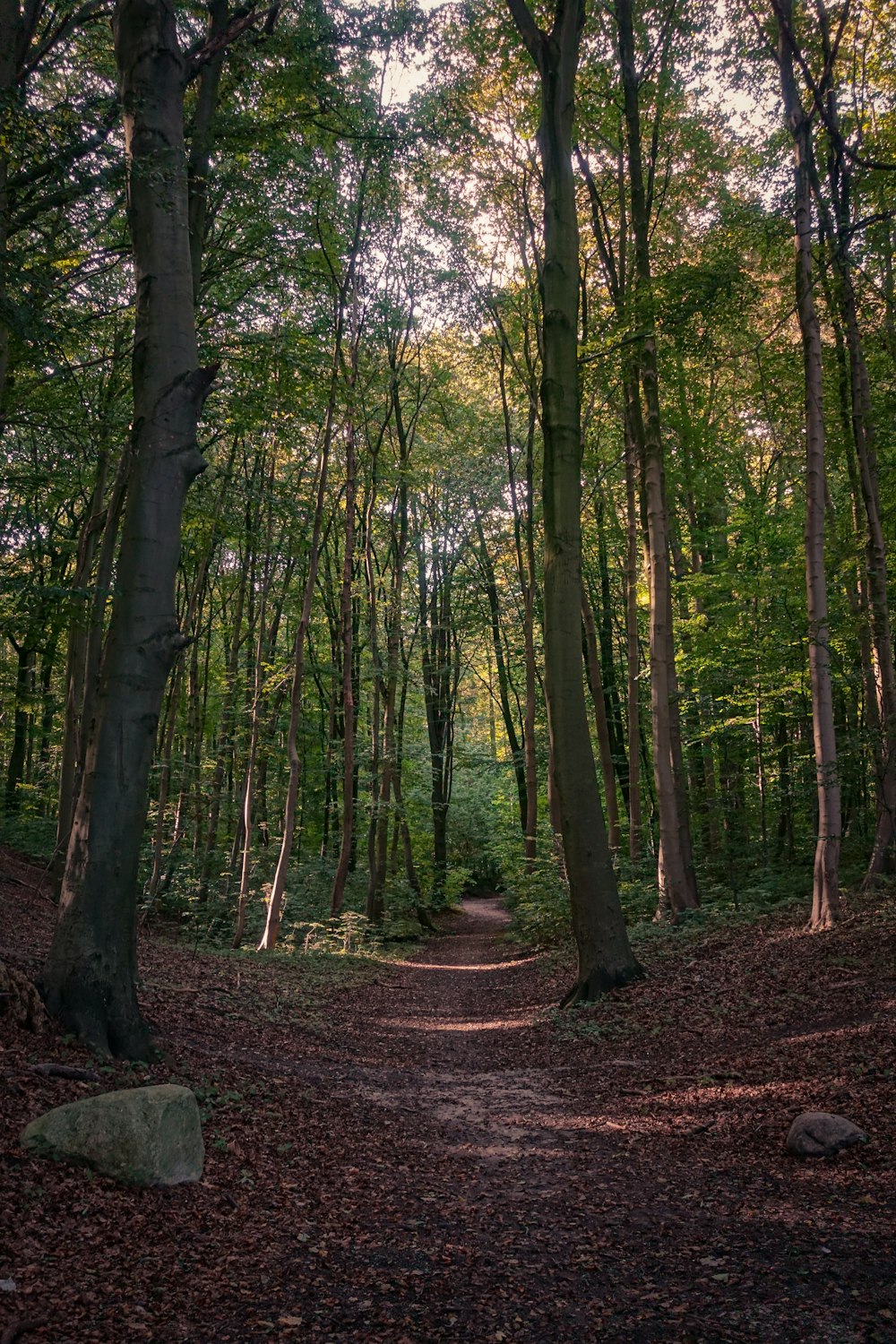 a dirt path in the middle of a forest