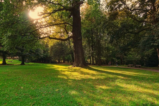 green leafed trees in Kiel Germany