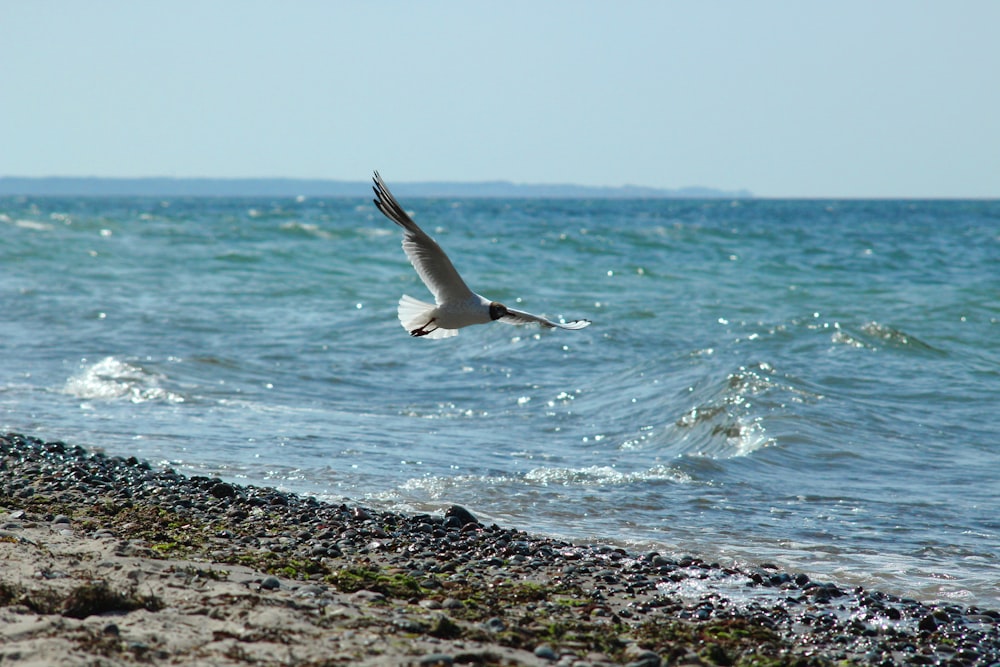 bird flying on seaside