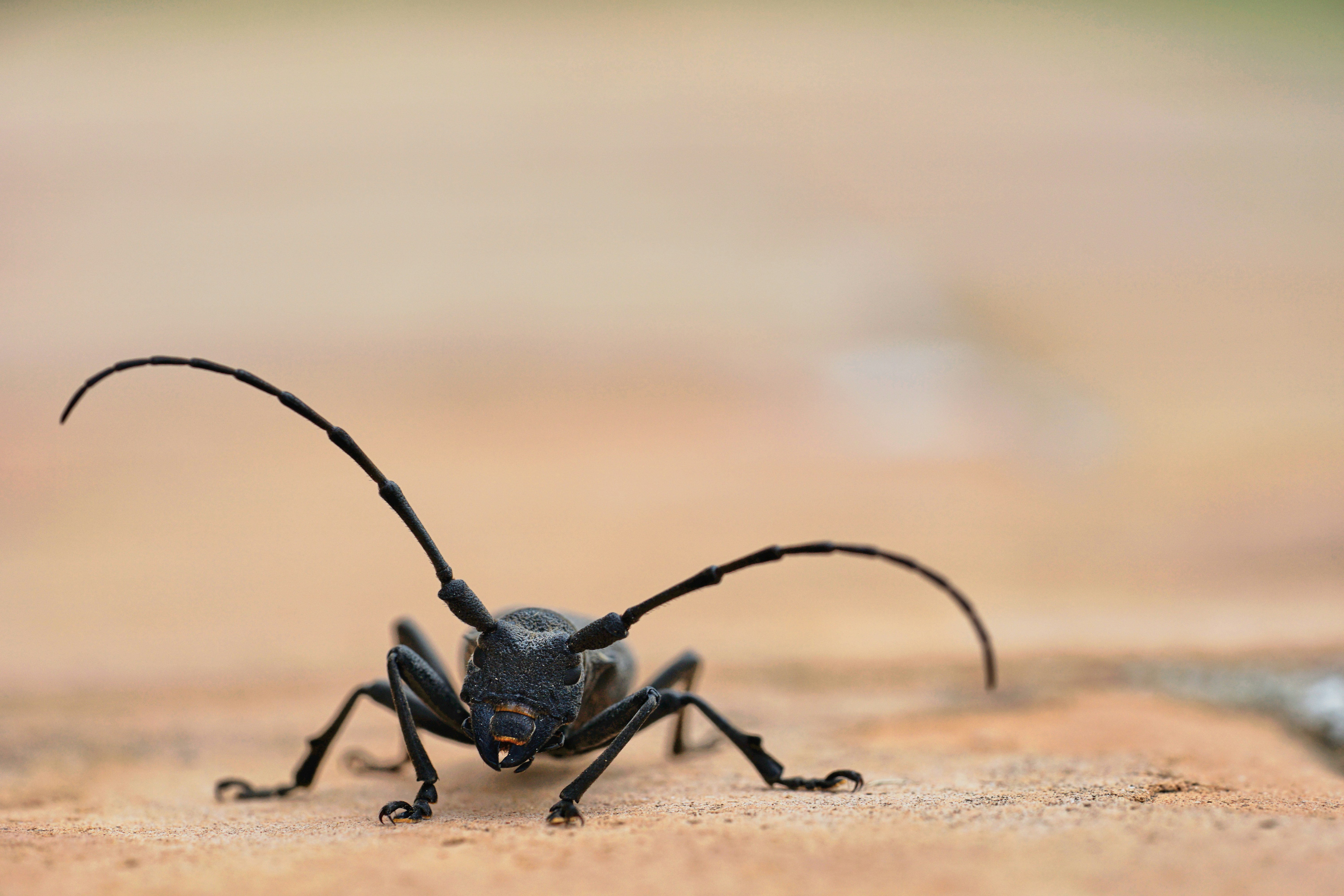 black long-horned beetle