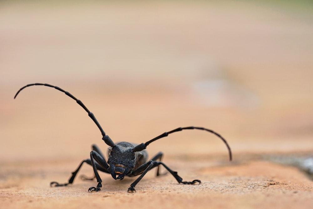 Escarabajo negro de cuernos largos
