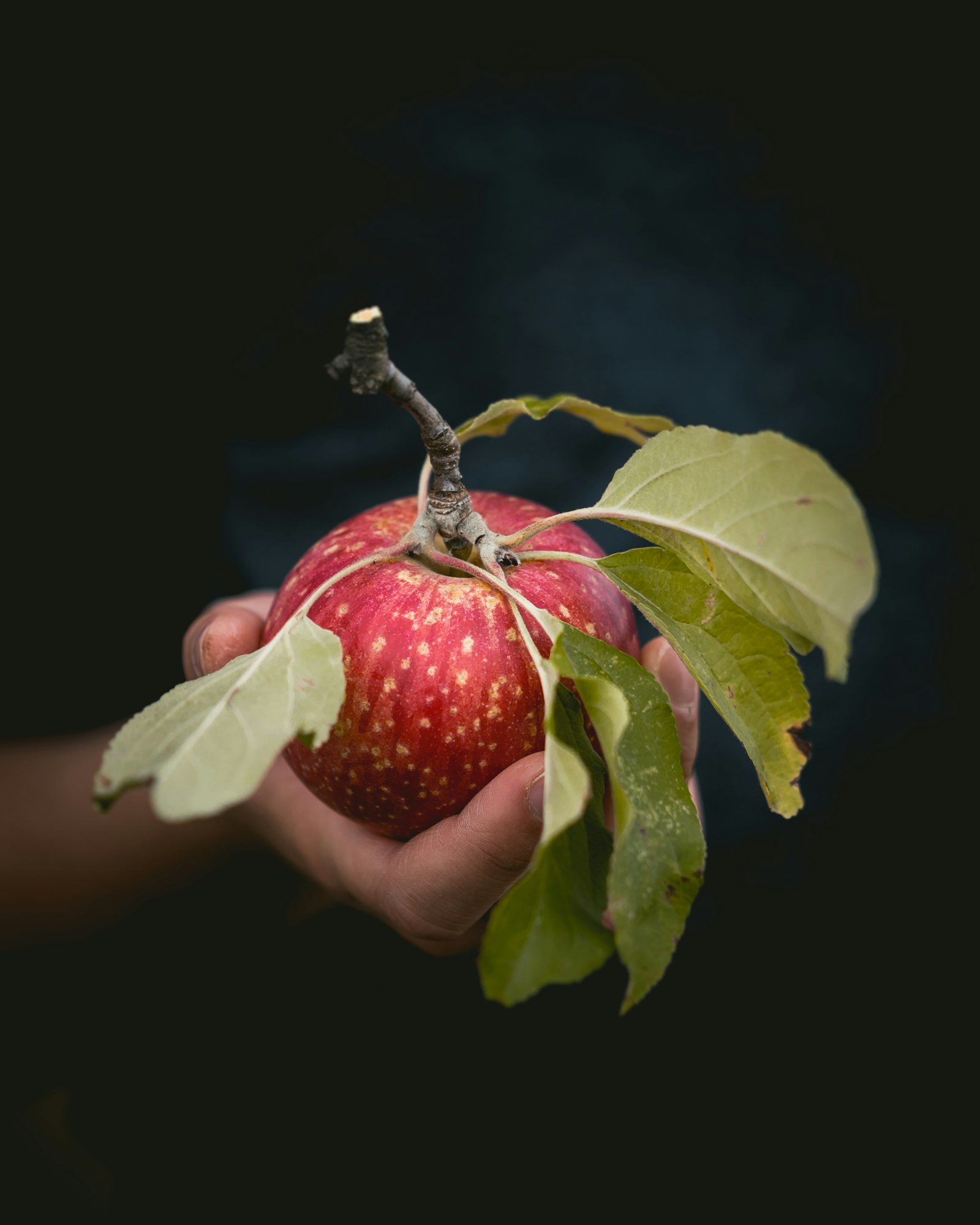 Canon EOS 6D Mark II + Canon EF 100mm F2.8L Macro IS USM sample photo. Red apple fruit photography