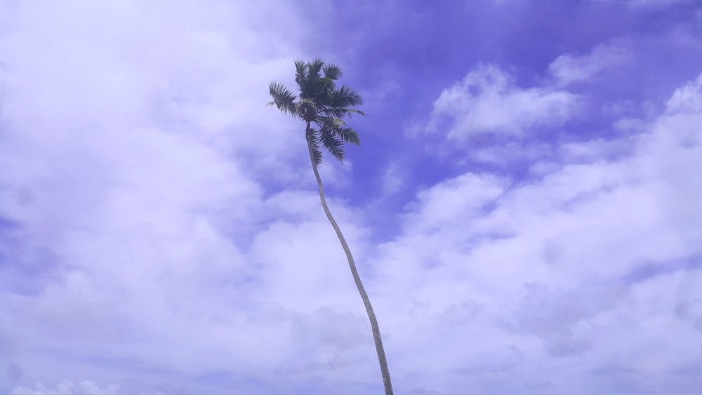 winkende Kokospalme während des Tages
